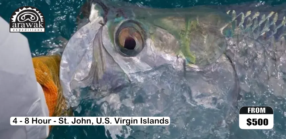 Half Day Fishing Charter (USVI)