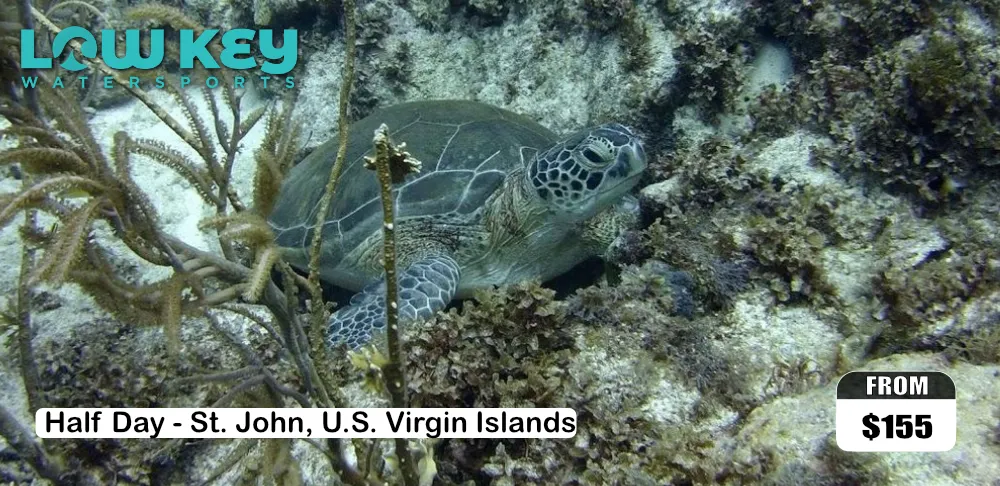 Snorkel, Dive & Dine